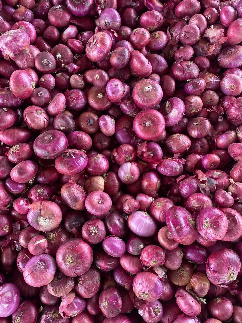 India Hikes Onion Procurement Price 13% to Rs 2,125/Quintal